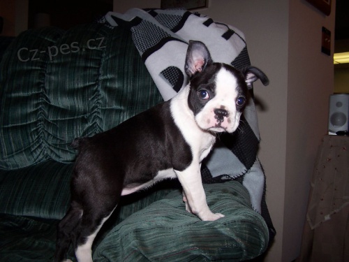 �t��ata Boston Terrier k adopci. Aktualizov�no o�kov�n� a p�ich�z� s novinami