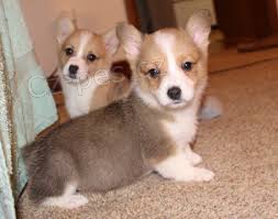 Zdrav�  welsh Corgi  Pembroke �t��ata