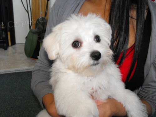 Maltsk� �t��ata za dobr� poplatek