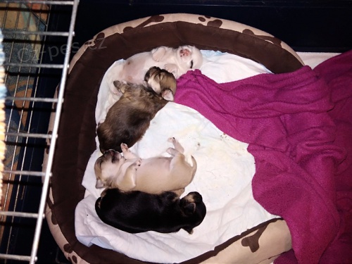 Zad�me �t���tka �ivavy s PP