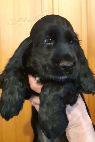 Anglick� kokr�pan�l 