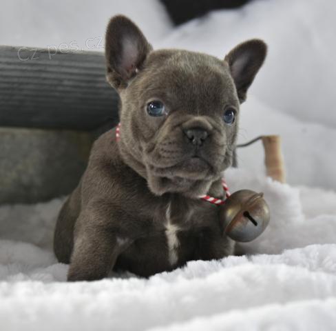 N�dhern� francouzsk� buldok �t���tka