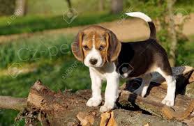 �t��ata beagle p�ipraveni j�t ven.