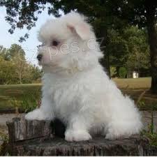 Affenpinscher �t��ata pro adopci,