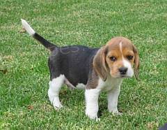 Beagle �t��ata pro adopci,