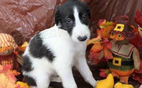Borzoi �t��ata pro adopci,