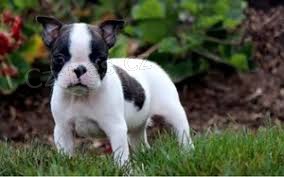 Boston Terrier �t��ata pro p�ijet�,