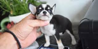 �ivava �t��ata pro adopci,