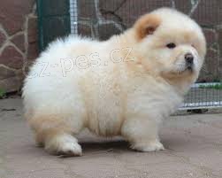 Chow Chow �t��ata pro adopci,