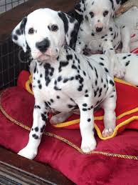 Chow Chow �t��ata pro adopci,