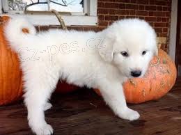 �v�carsk� �v�carsk� sala�nick� �t���tka pro adopci,