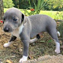 �v�carsk� �v�carsk� sala�nick� �t���tka pro adopci,