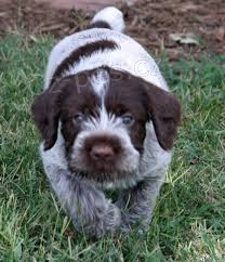 Wirehaired Pointing Griffon �t��ata pro p�ijet�,