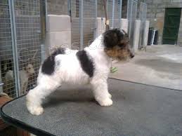 Wire Fox Terrier �t��ata pro p�ijet�,