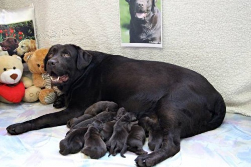 �okol�dov� pejsek Labradora