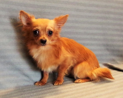 �ivava  s PP - pejsek