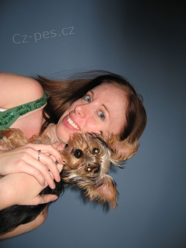 �istokrevn� yorkie �t��ata