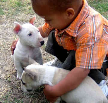 Prod�m Mini Bulteri�ra St��ata