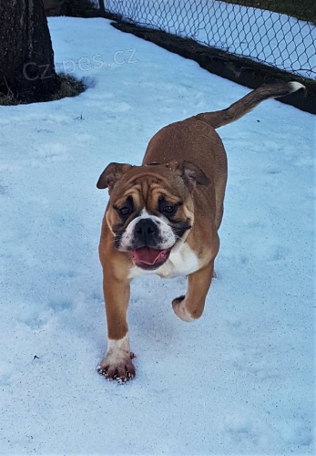 Kontinent�ln� buldok s PP