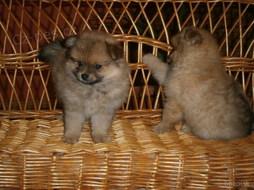 Německý špic pomeranian Německý špic pomeranian