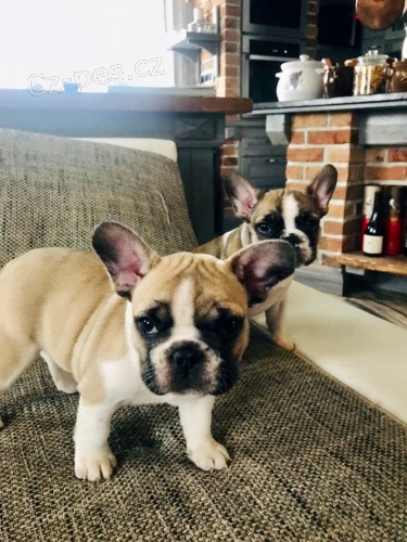 Kr�sn� fenky Francouzsk�ho buldo�ka