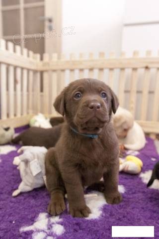 LABRADORSK�HO RETRIEVERA S PP