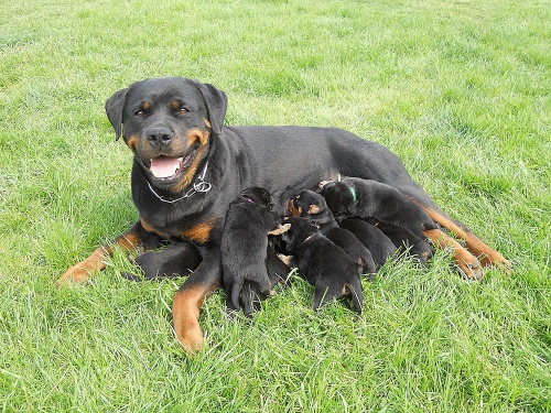 Rotvajler , rottweiler - �t��ata s PP