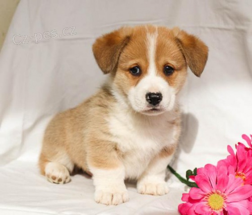 Kr�sn� vel�sk� Corgi (Pembroke) �t��ata