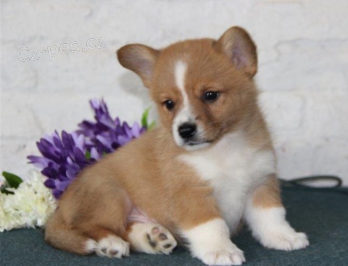 Pembroke Welsh Corgi For Good Homes