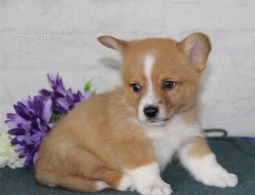 Pembroke Welsh Corgi For Good Homes