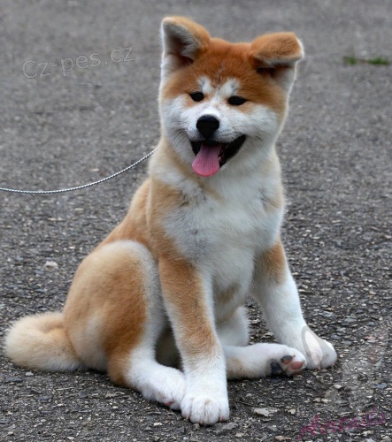 krásné akita štěňata oba krásné akita štěňata oba