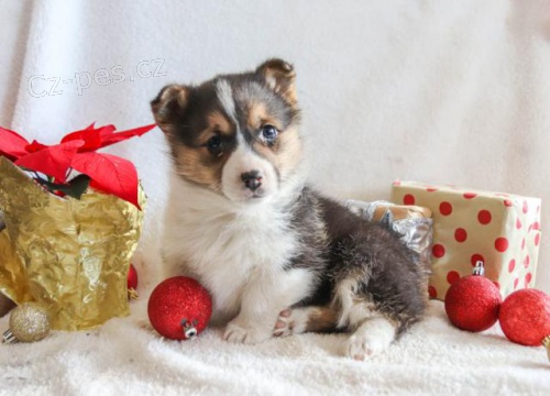 Vesel� vel�tina Corgi (Pembroke) �t��ata