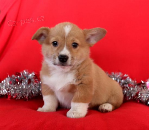 P��telsk� vel�sk� Corgi (Pembroke) �t��ata