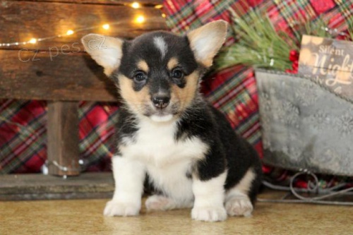 Miluj�c� vel�sk� Corgi (Pembroke) �t��ata