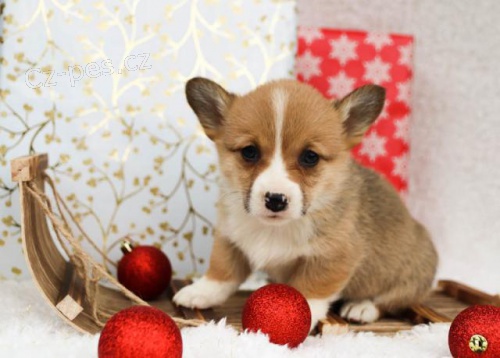 Rozko�n� vel�tina Corgi (Pembroke) �t��ata