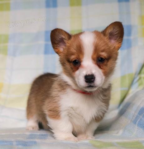 Rodina vychov�v� vel�sk� Corgi (Pembroke) �t��ata