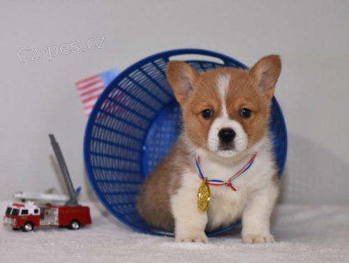 Rozko�n� vel�tina Corgi (Pembroke) �t��ata