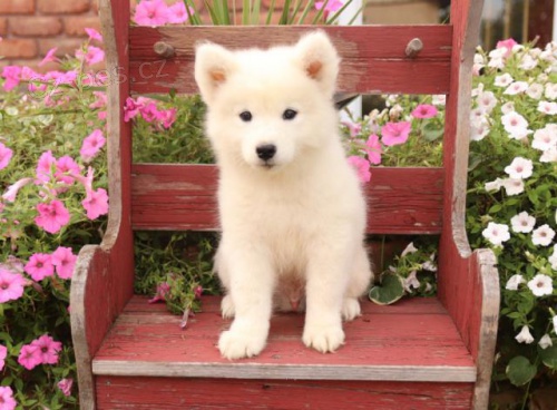 Rozko�n� samojedsk� �t���tka