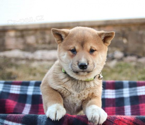 Roztomil� �t��ata Shiba Inu