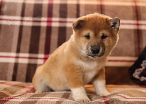 Rozko�n� �t��ata Shiba Inu