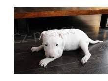 dv� roztomil� �t��ata bulteri�r