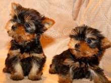  kr�sn� Yorkshire �t��ata p�ipravena pro v�s