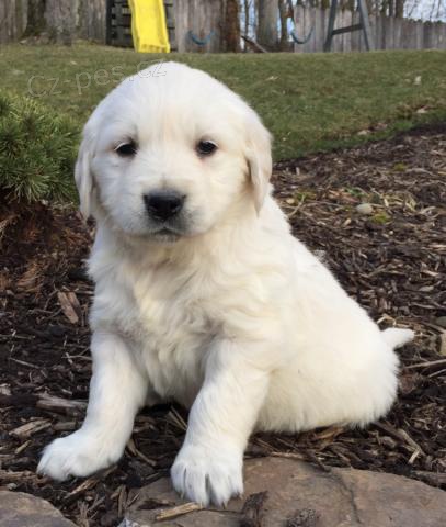 Na�echran� anglick� kr�m zlat� retr�vr �t��ata