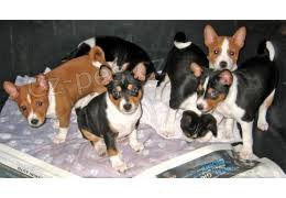 Basenji �t��ata