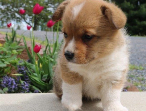Pembroke welsh corgi �t���tka p�ipravena k prodeji