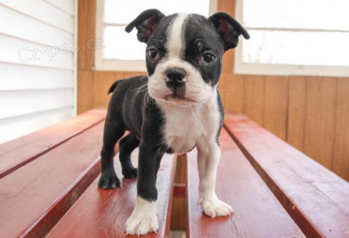 Miluj�c� Boston teri�r �t��ata