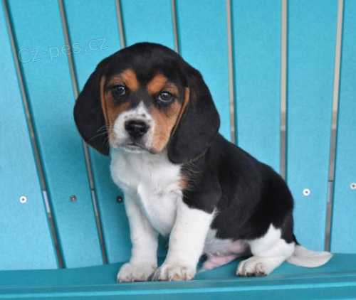 N�dhern� �t��ata Beagle