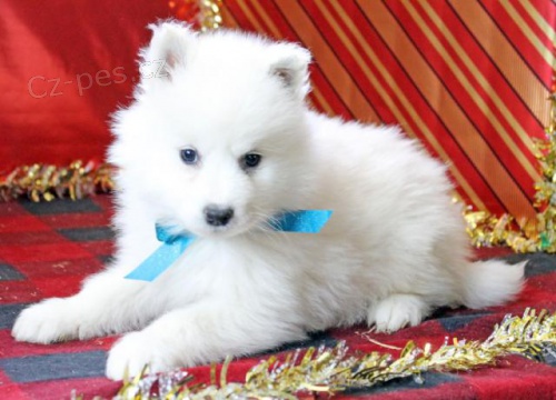  Hrav� samojedsk� �t���tka