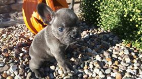 Francouzsk� buldo�ek �t�n� pro p�ijet�