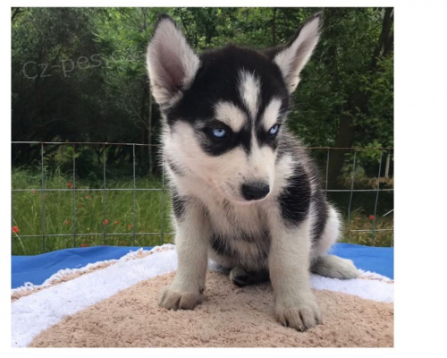 Štěňata sibiřského husky Štěňata sibiřského husky